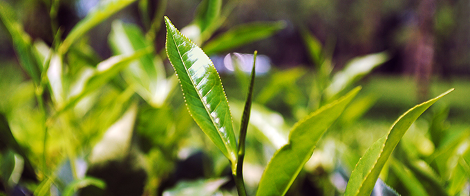 Feuille de thé dans une plantation