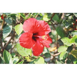 Hibiscus